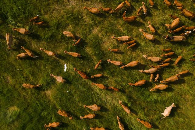 An aerial picture shows cows at a government feed farm and livestock center amid a drought in Indrapuri, Indonesia's Aceh province on July 31, 2026. (Photo by CHAIDEER MAHYUDDIN / AFP)