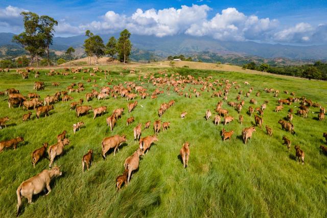 An aerial picture shows cows at a government feed farm and livestock center amid a drought in Indrapuri, Indonesia's Aceh province on July 31, 2026. (Photo by CHAIDEER MAHYUDDIN / AFP)