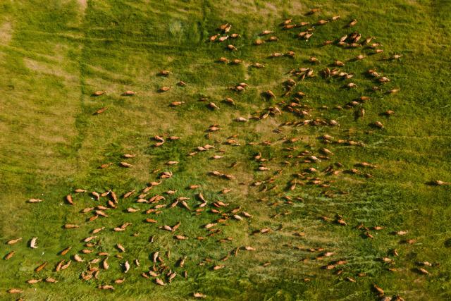 An aerial picture shows cows at a government feed farm and livestock center amid a drought in Indrapuri, Indonesia's Aceh province on July 31, 2026. (Photo by CHAIDEER MAHYUDDIN / AFP)