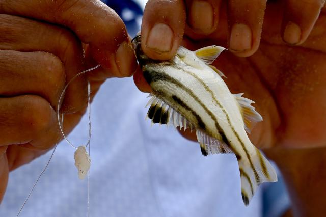 A man removes a hook from a fish he caught from the sea in Da Nang on July 31, 2026. (Photo by Nhac NGUYEN / AFP)