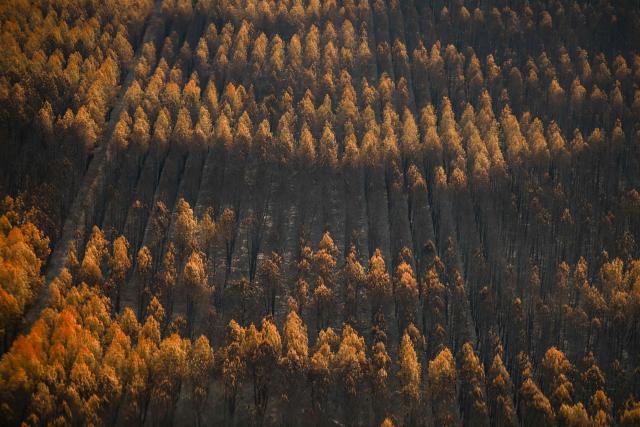 This aerial photograph taken from a French Civil Security rescue coordination helicopter shows a partially burnt wooden area in Le Porge, south-western France on July 31, 2026, as a wildfire has been ravaging the forest north of the Arcachon Basin (Gironde) since July 22. (Photo by Sarah Meyssonnier / POOL / AFP)