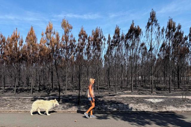 A woman walks alongside her dog in front of a forest partially burned following a wildfire in Andernos-les-Bains after the town was reopened to residents, in Andernos-les-Bains, southwestern France. On the Arcachon Basin, Andernos-les-Bains is coming back to life. Evacuated when the massive Gironde wildfire was raging, local businesses are gradually reopening. A highly virulent wildfire has swept through 42,000 hectares since July 23, 2026 Northern the Arcachon Basin (Gironde), with 220,000 people evacuated from this area of the Landes de Gascogne forest. Forests catch fire all the more easily because the vegetation and soils have been extremely dry for months, a phenomenon exacerbated by human-caused climate change and the recent exceptional heatwaves. (Photo by Olivier MORIN / AFP)