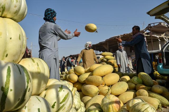 Afghan vendors sell melons at a fruit market in Mazar-i-Sharif on August 2, 2026. (Photo by Atif ARYAN / AFP)