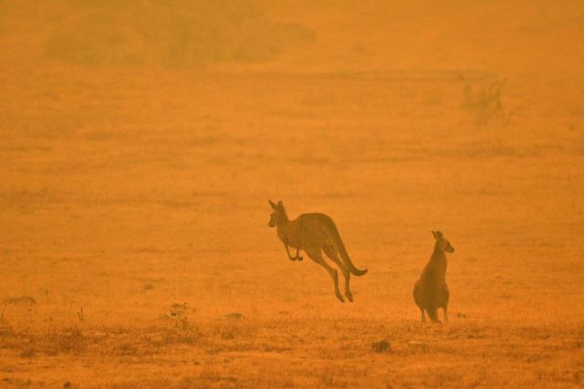 (FILES) A kangaroo jumps in a field amidst smoke from a bushfire in Snowy Valley on the outskirts of Cooma on January 4, 2020. Europe has suffered some of its worst wildfires in living memory, extreme weather events scientists have linked to human-made climate change. For Australians it's all too familiar. (Photo by SAEED KHAN / AFP)