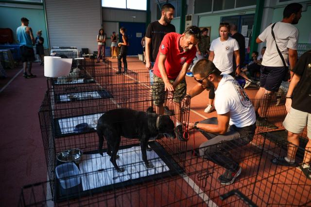 Volunteers and rescuers care for animals saved from the wildfires in the ViliaMegara area, at temporary shelters set up The Megara Stadium, west of Athens on August 3, 2026, where some 110 animals have already found refuge. Wildfires that have raged for four days west of Athens remained a threat, with flames flaring up again despite easing winds and the deployment of firefighting aircraft. Firefighters reported a slight improvement in conditions earlier in the day, but authorities later warned of fresh flare-ups on one of the main fire fronts near Megara, about 30 kilometres (19 miles) west of the capital. (Photo by Aris Oikonomou / AFP)
