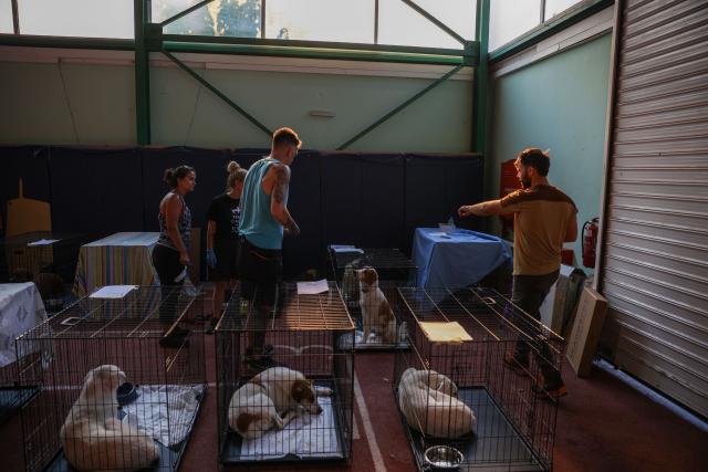 Volunteers and rescuers care for animals saved from the wildfires in the ViliaMegara area, at temporary shelters set up The Megara Stadium, west of Athens on August 3, 2026, where some 110 animals have already found refuge. Wildfires that have raged for four days west of Athens remained a threat, with flames flaring up again despite easing winds and the deployment of firefighting aircraft. Firefighters reported a slight improvement in conditions earlier in the day, but authorities later warned of fresh flare-ups on one of the main fire fronts near Megara, about 30 kilometres (19 miles) west of the capital. (Photo by Aris Oikonomou / AFP)