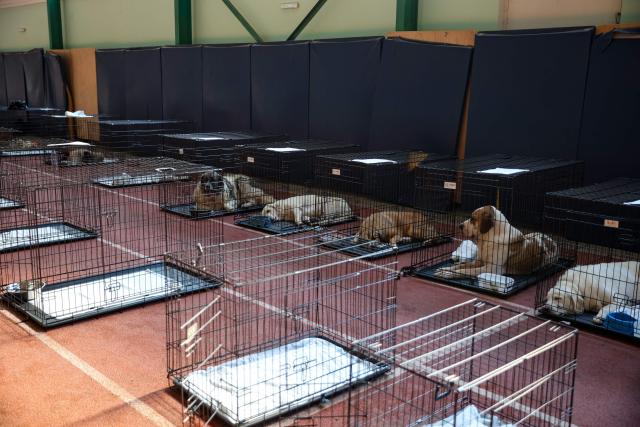 Volunteers and rescuers care for animals saved from the wildfires in the ViliaMegara area, at temporary shelters set up the  Megara Stadium. More than 110 animals have already found refuge, while the national helpline 10400 has been activated for animals in danger. Western Attica, August 3, 2026. Wildfires that have raged for four days west of Athens remained a threat, with flames flaring up again despite easing winds and the deployment of firefighting aircraft. Firefighters reported a slight improvement in conditions earlier in the day, but authorities later warned of fresh flare-ups on one of the main fire fronts near Megara, about 30 kilometres (19 miles) west of the capital. (Photo by Aris Oikonomou / AFP)
