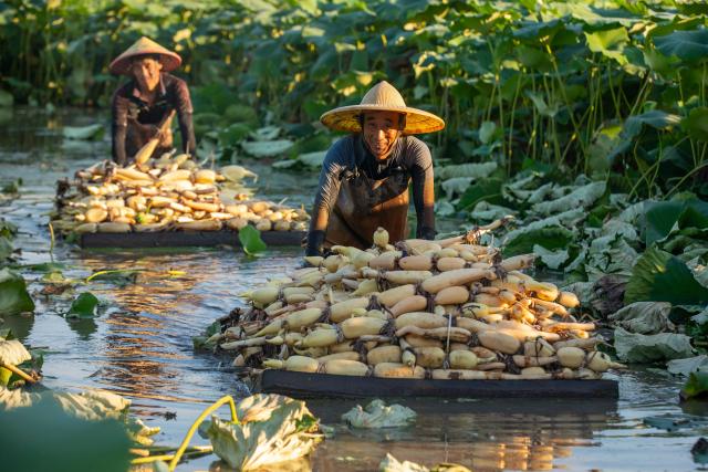 Lotus root farmers transport freshly harvested shallow-water lotus roots in Yinjiayuan village, in Nantong, in eastern China's Jiangsu province, on August 3, 2026. (Photo by CN-STR / AFP) / China OUT