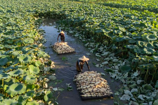 TOPSHOT - Lotus root farmers transport freshly harvested shallow-water lotus roots in Yinjiayuan village, in Nantong, in eastern China's Jiangsu province, on August 3, 2026. (Photo by CN-STR / AFP) / China OUT