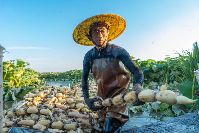 A lotus root farmer sorts freshly harvested shallow-water lotus roots in Yinjiayuan village, in Nantong, in eastern China's Jiangsu province, on August 3, 2026. (Photo by CN-STR / AFP) / China OUT