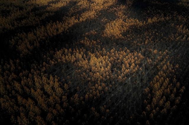 This aerial photograph shows a forest area marked by a wildfire that swept through the Gironde region in Lanton, along the Arcachon bay, southwestern France on August 4, 2026. (Photo by Christophe ARCHAMBAULT / AFP)