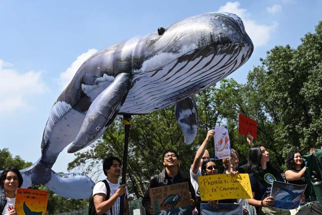 Environmental activists demonstrate against the Saguaro Energía LNG and AMIGO LNG projects, which would involve the construction of natural gas liquefaction plants, in Mexico City on August 4, 2026. According to activists, the projects would harm the biodiversity of Mexico's Gulf of California, particularly its whale populations. (Photo by Yuri CORTEZ / AFP)