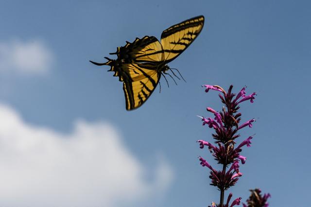 A Two-tailed swallowtail (Papilio multicaudata) flies to perch on a flower at the Chapultepec Forest, in Mexico City, on August 4, 2026. (Photo by Yuri CORTEZ / AFP)