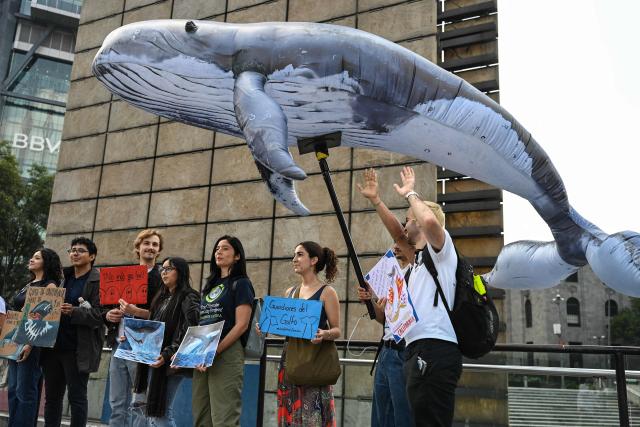 Environmental activists demonstrate against the Saguaro Energía LNG and AMIGO LNG projects, which would involve the construction of natural gas liquefaction plants, in Mexico City on August 4, 2026. According to activists, the projects would harm the biodiversity of Mexico's Gulf of California, particularly its whale populations. (Photo by Yuri CORTEZ / AFP)