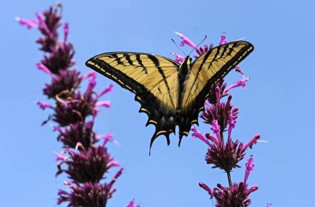 A Two-tailed swallowtail (Papilio multicaudata) is seen perching on a flower at the Chapultepec Forest, in Mexico City, on August 4, 2026. (Photo by Yuri CORTEZ / AFP)
