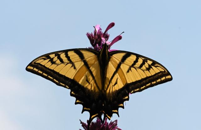 A Two-tailed swallowtail (Papilio multicaudata) is seen perching on a flower at the Chapultepec Forest, in Mexico City, on August 4, 2026. (Photo by Yuri CORTEZ / AFP)