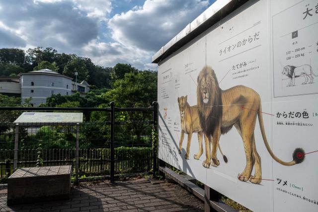 A general view shows closed lion enclosure area at The Tama Zoological Park in Hino city of Tokyo Metropolis on August 4, 2026. Three lions at a Tokyo zoo have died from suspected heatstroke and others are under treatment, a spokeswoman said on Tuesday, with the big cats struggling with high humidity. (Photo by Philip FONG / AFP)