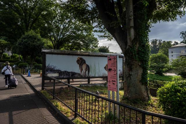 A general view shows closed lion enclosure area at The Tama Zoological Park in Hino city of Tokyo Metropolis on August 4, 2026. Three lions at a Tokyo zoo have died from suspected heatstroke and others are under treatment, a spokeswoman said on Tuesday, with the big cats struggling with high humidity. (Photo by Philip FONG / AFP)