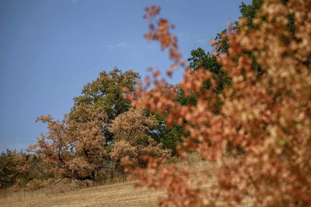 This photograph shows water-stressed trees affected by prolonged drought and heatwave above Onnens, western Switzerland, on August 4, 2026. (Photo by Fabrice COFFRINI / AFP)