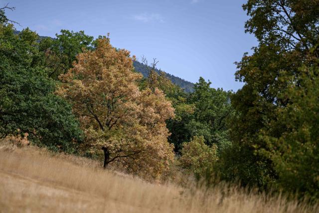 This photograph shows water-stressed trees affected by prolonged drought and heatwave above Onnens, western Switzerland, on August 4, 2026. (Photo by Fabrice COFFRINI / AFP)