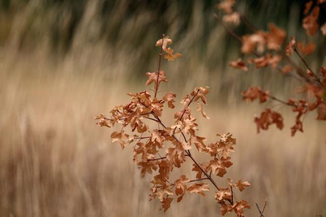 This photograph shows water-stressed trees affected by prolonged drought and heatwave above Onnens, western Switzerland, on August 4, 2026. (Photo by Fabrice COFFRINI / AFP)
