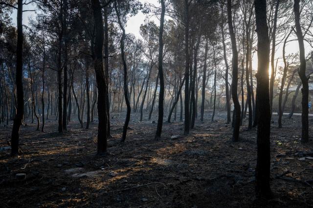 This photograph taken on August 5, 2026, shows a burnt area after a wildfire in Porto Germeno, some 70 kilometers (45 miles) northwest of Athens. Greek officials and residents of a region west of the capital Athens on August 5, 2026, began to assess the damage suffered by homes, businesses and farmland scorched by a wildfire. (Photo by Angelos TZORTZINIS / AFP)