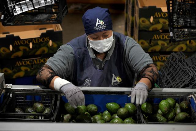 (FILES) A worker sorts avocados at an avocado packing plant in the municipality of Ario de Rosales, Michoacan, Mexico, on April 17, 2026. The United States suspended imports from Mexico's largest avocado producer over security concerns, an industry group announced on August 5, 2026. The violence-wracked state of Michoacan is the largest exporter of the fruit to the United States. The state government said the suspension is a "preventive measure" following arrests of criminal leaders known for extorting money from the regional avocado industry. (Photo by Alfredo ESTRELLA / AFP)