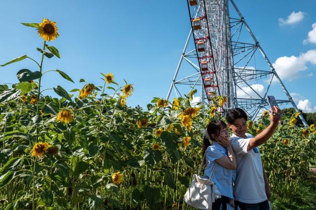 Visitor pose for photos in the sunflower fields at Kasai Rinkai Park in Tokyo on August 6, 2026. (Photo by Philip FONG / AFP)