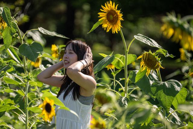 A visitor poses for photos in the sunflower fields at Kasai Rinkai Park in Tokyo on August 6, 2026. (Photo by Philip FONG / AFP)