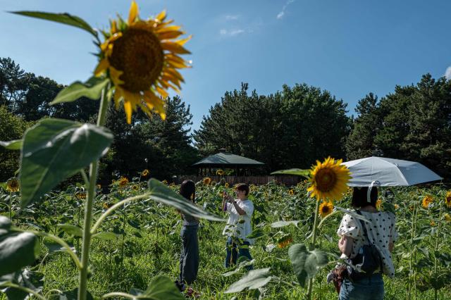 Visitor pose for photos in the sunflower fields at Kasai Rinkai Park in Tokyo on August 6, 2026. (Photo by Philip FONG / AFP)
