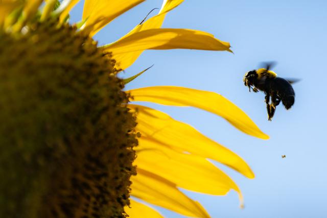 A carpenter bee flies in the sunflower fields at Kasai Rinkai Park in Tokyo on August 6, 2026. (Photo by Philip FONG / AFP)