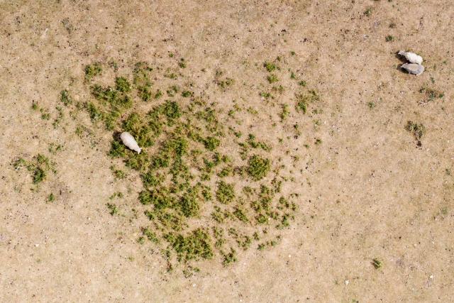 An aerial photo shows sheep grazing in parched field, turned yellow-brown from a lack of rain, in the seaside village of Seasalter, southeast England on August 6, 2026. England and Wales both experienced the "driest July on record", the UK Met Office weather agency said on August 3, based on provisional figures. London and its suburbs are one of 19 English regions to have had no more than one millimetre of rainfall in July, with water companies in parts of England and Wales imposing bans on using hose pipes for household tasks and watering plants. (Photo by Brook Mitchell / AFP)