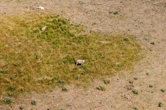 An aerial photo shows sheep grazing in parched field, turned yellow-brown from a lack of rain, in the seaside village of Seasalter, southeast England on August 6, 2026. England and Wales both experienced the "driest July on record", the UK Met Office weather agency said on August 3, based on provisional figures. London and its suburbs are one of 19 English regions to have had no more than one millimetre of rainfall in July, with water companies in parts of England and Wales imposing bans on using hose pipes for household tasks and watering plants. (Photo by Brook Mitchell / AFP)
