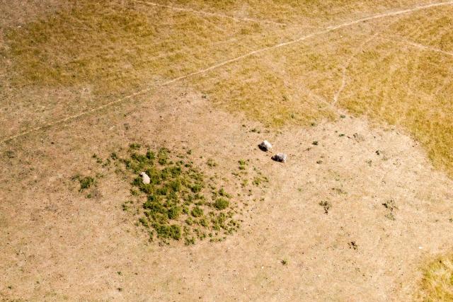 An aerial photo shows sheep grazing in parched field, turned yellow-brown from a lack of rain, in the seaside village of Seasalter, southeast England on August 6, 2026. England and Wales both experienced the "driest July on record", the UK Met Office weather agency said on August 3, based on provisional figures. London and its suburbs are one of 19 English regions to have had no more than one millimetre of rainfall in July, with water companies in parts of England and Wales imposing bans on using hose pipes for household tasks and watering plants. (Photo by Brook Mitchell / AFP)