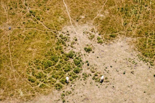 An aerial photo shows sheep grazing in parched field, turned yellow-brown from a lack of rain, in the seaside village of Seasalter, southeast England on August 6, 2026. England and Wales both experienced the "driest July on record", the UK Met Office weather agency said on August 3, based on provisional figures. London and its suburbs are one of 19 English regions to have had no more than one millimetre of rainfall in July, with water companies in parts of England and Wales imposing bans on using hose pipes for household tasks and watering plants. (Photo by Brook Mitchell / AFP)