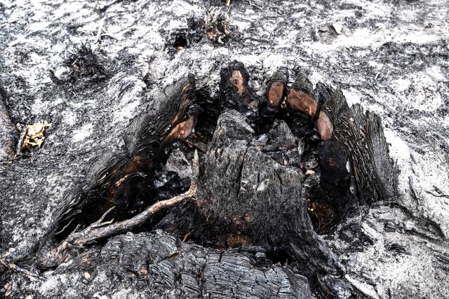 This photograph shows a burnt tree stump on a scorched landscape in a forest area hit by the wildfire that swept through the Gironde region in Le Porge, south-western France on August 6, 2026. (Photo by Christophe ARCHAMBAULT / AFP)