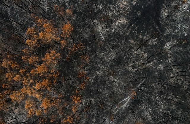 This aerial photograph shows partially burnt pine trees on a scorched landscape in a forest area hit by the wildfire that swept through the Gironde region in Le Porge, south-western France on August 6, 2026. Around 240 homes were destroyed by the flames, three-quarters of them in the municipality of Le Porge (population 3,500), according to a provisional assessment. No fatalities or civilian injuries have been reported. (Photo by Christophe ARCHAMBAULT / AFP)