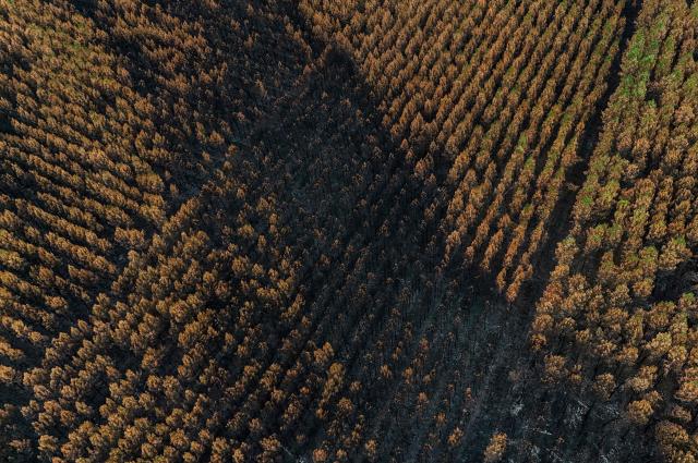 This aerial photograph shows partially burnt pine trees on a scorched landscape in a forest area hit by the wildfire that swept through the Gironde region in Le Porge, south-western France on August 6, 2026. Around 240 homes were destroyed by the flames, three-quarters of them in the municipality of Le Porge (population 3,500), according to a provisional assessment. No fatalities or civilian injuries have been reported. (Photo by Christophe ARCHAMBAULT / AFP)