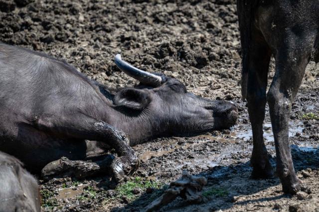 A domestic water buffalo rests in the mud at a farm in the village of Knicanin, near Titel, Serbia, on August 6, 2026, as a prolonged heatwave continues to affect much of the region. Scientists say global warming is increasing droughts and causing weather emergencies to become more extreme and more frequent. Prolonged drought and hot weather across Europe have pushed water levels along the Danube river to record seasonal lows, reaching its lowest flow rate in the last 30 years. (Photo by Andrej ISAKOVIC / AFP)