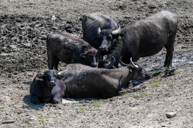 Domestic water buffalo rest in the mud at a farm in the village of Knicanin, near Titel, Serbia, on August 6, 2026, as a prolonged heatwave continues to affect much of the region. Scientists say global warming is increasing droughts and causing weather emergencies to become more extreme and more frequent. Prolonged drought and hot weather across Europe have pushed water levels along the Danube river to record seasonal lows, reaching its lowest flow rate in the last 30 years. (Photo by Andrej ISAKOVIC / AFP)