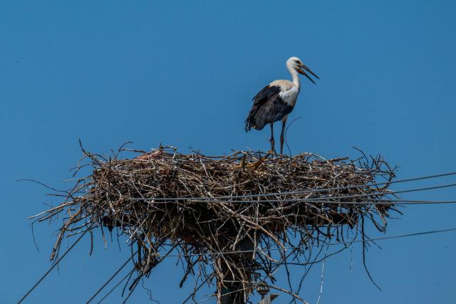 This photo shows a stork in a nest atop a lamppost near the village of Kovilj, Serbia, on August 6, 2026, as a prolonged heatwave continues to affect much of the region. Scientists say global warming is increasing droughts and causing weather emergencies to become more extreme and more frequent. Prolonged drought and hot weather across Europe have pushed water levels along the Danube river to record seasonal lows, reaching its lowest flow rate in the last 30 years. (Photo by Andrej ISAKOVIC / AFP)