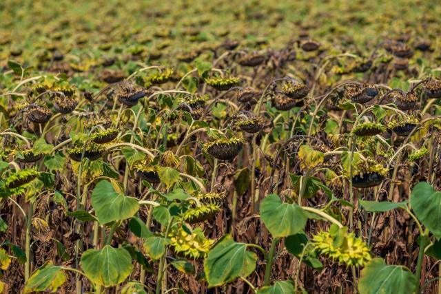 This photo shows a nearly dried-out sunflower field near the village of Kovilj, Serbia, on August 6, 2026, as a prolonged heatwave continues to affect much of the region. Scientists say global warming is increasing droughts and causing weather emergencies to become more extreme and more frequent. Prolonged drought and hot weather across Europe have pushed water levels along the Danube river to record seasonal lows, reaching its lowest flow rate in the last 30 years. (Photo by Andrej ISAKOVIC / AFP)