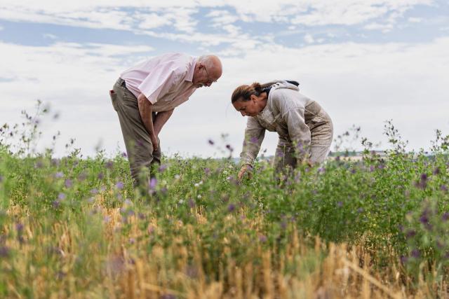 Organic beekeeper Philippe Lecompte (L), president of the Biodiversity Network for Bees (Réseau Biodiversité pour les Abeilles), and another beekeeper inspect alfalfa plants for honey bees, ladybirds and other beneficial insects in a test agricultural plot in Bouleuse, northeastern France, on August 6, 2026. Amidst the parched fields, a patch of flowers where bees are foraging in the middle of August: in the Marne, a farmer has invested in planting hardy legumes that regenerate the soil and provide an oasis for biodiversity. (Photo by Sameer Al-DOUMY / AFP)