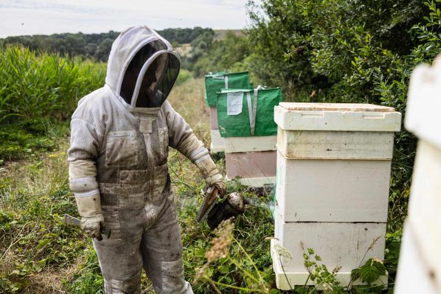 A beekeeper uses a smoker to calm Carniolan honey bees before opening a hive during an inspection in Bouleuse, northeastern France, on August 6, 2026. Amidst the parched fields, a patch of flowers where bees are foraging in the middle of August: in the Marne, a farmer has invested in planting hardy legumes that regenerate the soil and provide an oasis for biodiversity. (Photo by Sameer Al-DOUMY / AFP)
