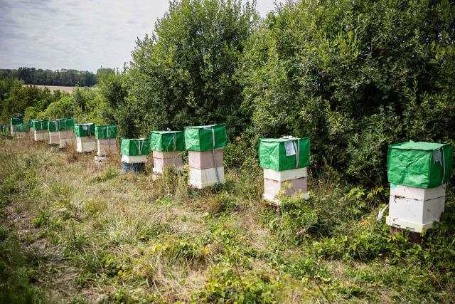Beehives are seen near a test agricultural plot in Bouleuse, northeastern France, on August 6, 2026. Amidst the parched fields, a patch of flowers where bees are foraging in the middle of August: in the Marne, a farmer has invested in planting hardy legumes that regenerate the soil and provide an oasis for biodiversity. (Photo by Sameer Al-DOUMY / AFP)