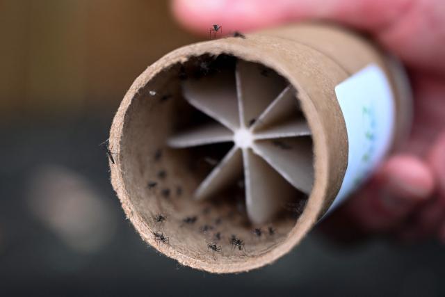 Todd Montgomery, owner of Bee Safe Mosquito Control, disperses Aedes Albopictus mosquitos in Silver Spring, Maryland, on August 4, 2026. Todd Montgomery pops the lid off a small tube and taps out hundreds of mosquitoes into the backyard of a suburban home outside Washington. He's not up to mischief: these are males that don't bite, and they carry a gut bacteria called Wolbachia, which means when they mate with uninfected females, the eggs won't hatch. It is the first initiative of its kind aimed at residential customers in the United States, with 600,000 tiger mosquitoes (Aedes albopictus) set to be released across the region by the end of summer. (Photo by Alex WROBLEWSKI / AFP)