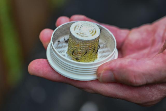 Todd Montgomery, owner of Bee Safe Mosquito Control, disperses Aedes Albopictus mosquitos in Silver Spring, Maryland, on August 4, 2026. Todd Montgomery pops the lid off a small tube and taps out hundreds of mosquitoes into the backyard of a suburban home outside Washington. He's not up to mischief: these are males that don't bite, and they carry a gut bacteria called Wolbachia, which means when they mate with uninfected females, the eggs won't hatch. It is the first initiative of its kind aimed at residential customers in the United States, with 600,000 tiger mosquitoes (Aedes albopictus) set to be released across the region by the end of summer. (Photo by Alex WROBLEWSKI / AFP)