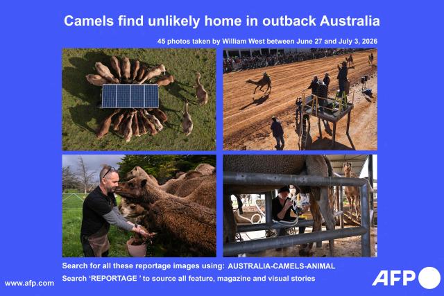 AFP presents a reportage of 45 pictures by photographer William West taken between June 27 and July 3, 2026 of camels finding an unlikely home in outback Australia.
Far from their origins in the Arabian desert, hundreds of thousands of camels roam outback Australia where they are used for wild races, an alternative milk source, and even to make beer.. Search for all these reportage images using: AUSTRALIA-CAMELS-ANIMAL
Search 'REPORTAGE' to source all feature, magazine, and visual stories. (Photo by William WEST / AFP) / To go with AFP story Australia-camels-animal, by  Xiao Yu Yin