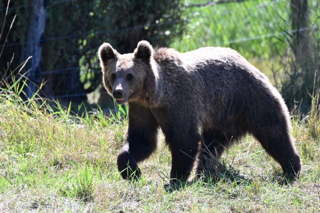One of the four young brown bears (Anita, Alexandra, Chance and Thomas)  from the Libearty Bear Sanctuary in Romania walks after being released into an enclosure at the Sainte-Croix animal park in Rhodes, north-eastern France, on August 7, 2026. (Photo by Jean-Christophe VERHAEGEN / AFP)