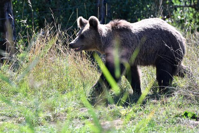 One of the four young brown bears (Anita, Alexandra, Chance and Thomas)  from the Libearty Bear Sanctuary in Romania walks after being released into an enclosure at the Sainte-Croix animal park in Rhodes, north-eastern France, on August 7, 2026. (Photo by Jean-Christophe VERHAEGEN / AFP)